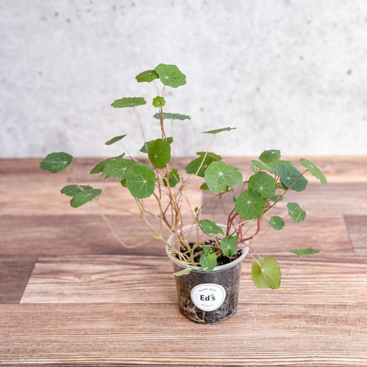  Nasturium - Tall Trailing Nasturitium Mix