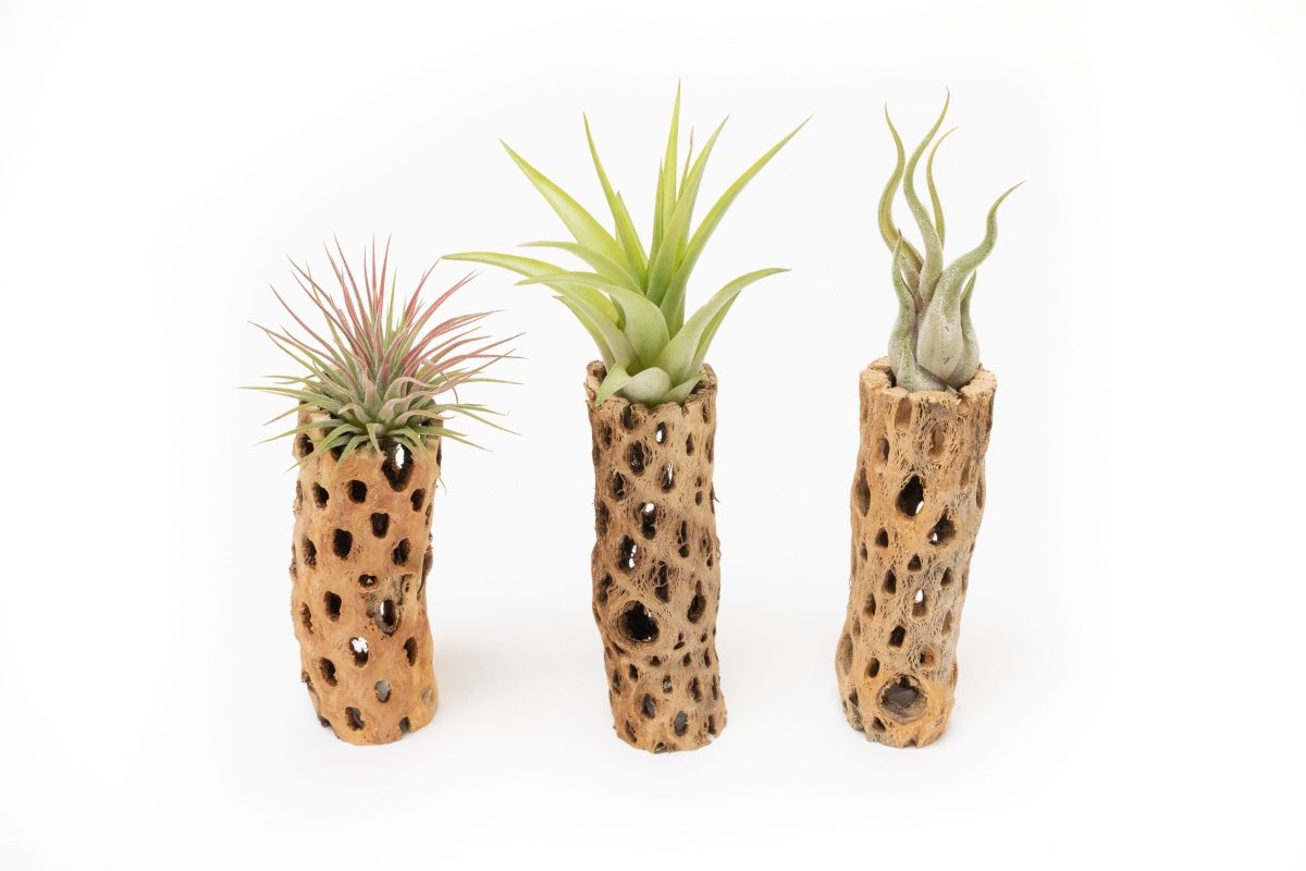  Natural Cholla Wood Container - 6 Inches Tall With Tillandsia Assorted Air Plants