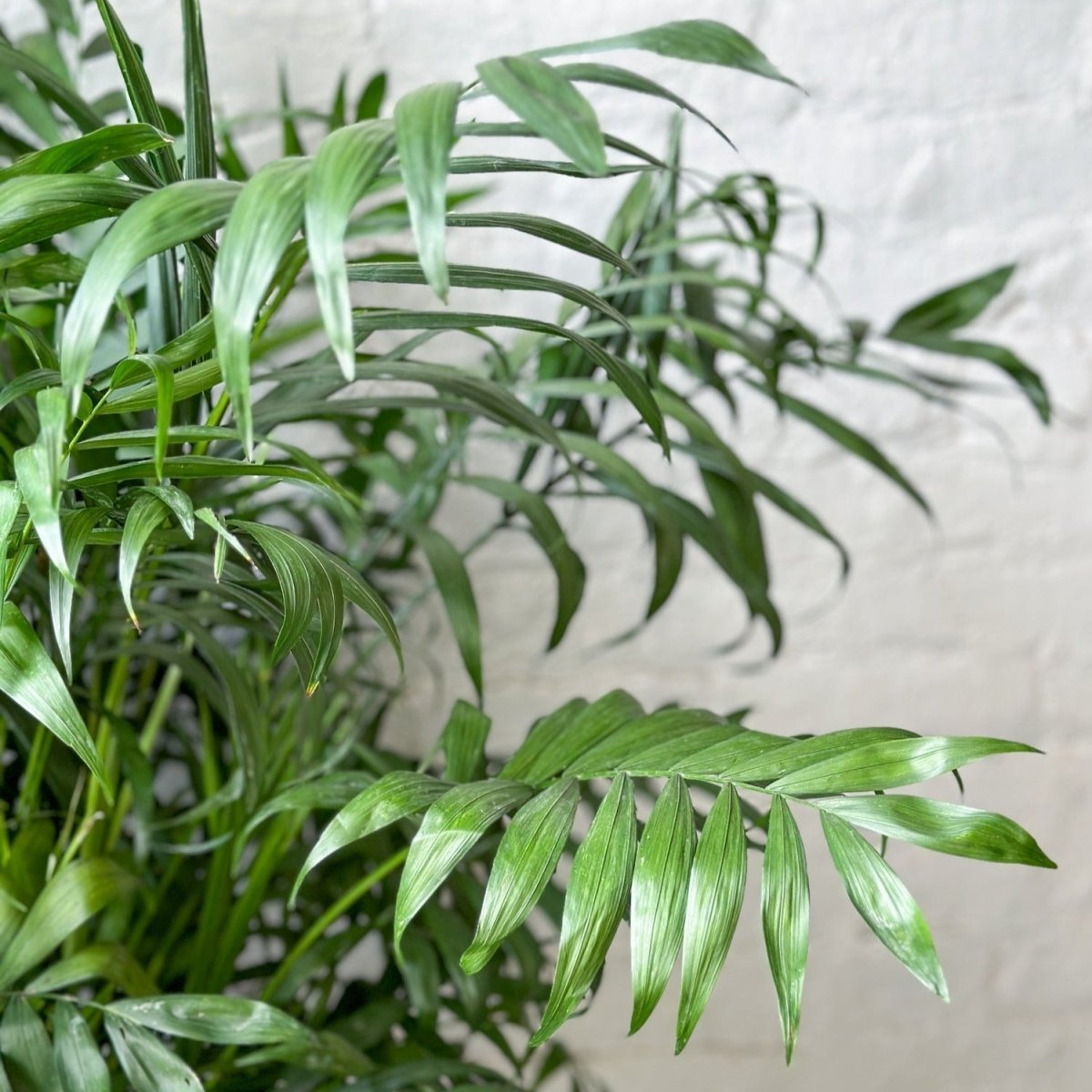  Neanthe - Bella Palm - Floor Plant