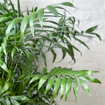  Neanthe - Bella Palm - Floor Plant
