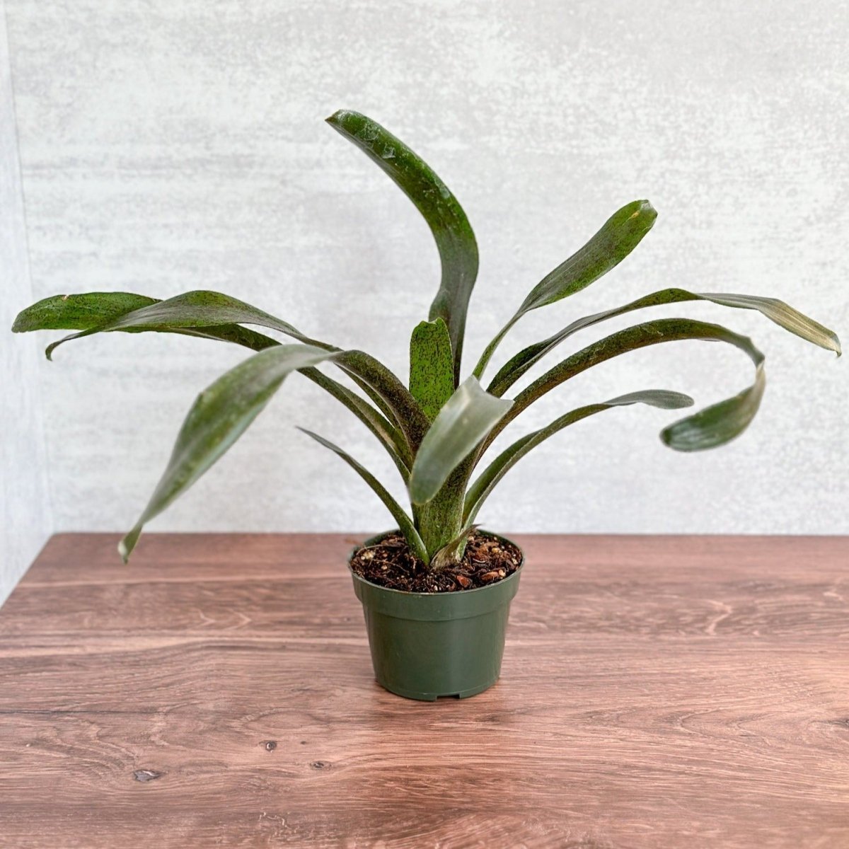  Neoregelia 'Mo Peppa Please' Bromeliad