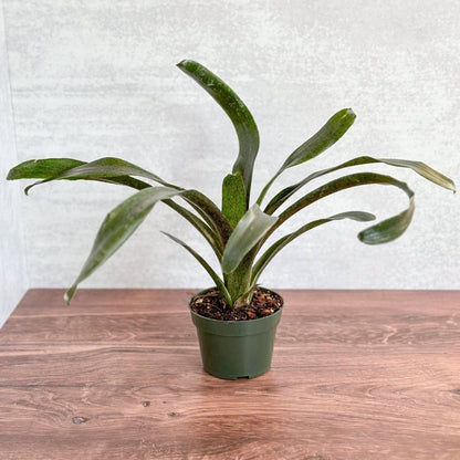  Neoregelia 'Mo Peppa Please' Bromeliad
