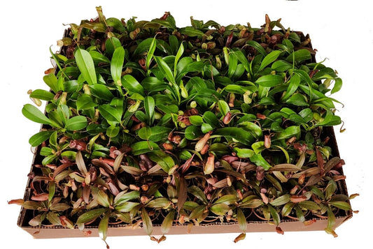  Nepenthes Carnivorous Plant Assortment,2" Pots