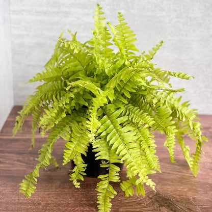  Nephrolepis Exaltata ‘Rita's Gold'’ - 6 Inch