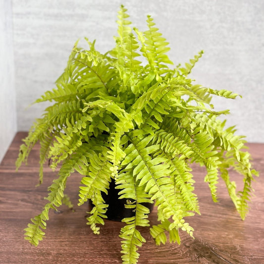  Nephrolepis Exaltata ‘Rita's Gold'’ - 6 Inch