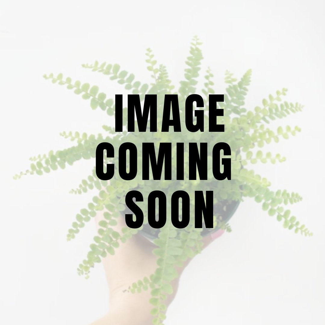  Nephrolepsis Cordifolia 'Lemon Button' - Lemon Button Fern