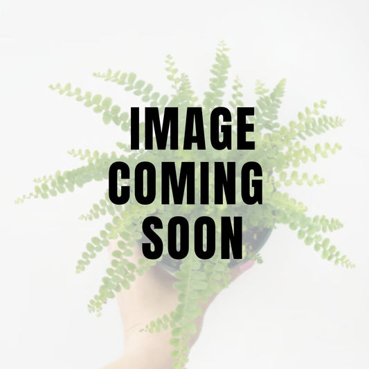  Nephrolepsis Cordifolia 'Lemon Button' - Lemon Button Fern