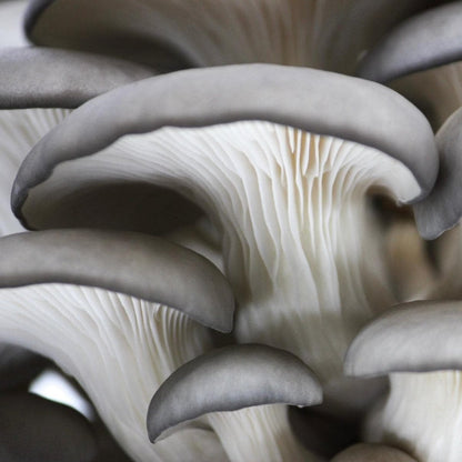  Organic Blue Oyster ‘Spray & Grow’ Mushroom Growing Kit