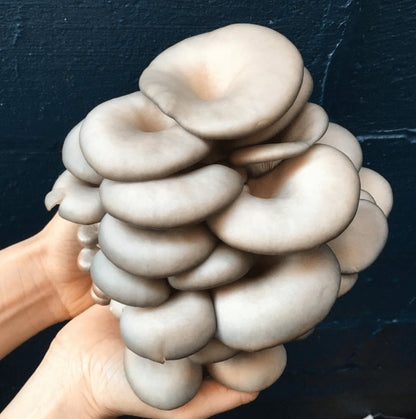  Organic Blue Oyster ‘Spray & Grow’ Mushroom Growing Kit