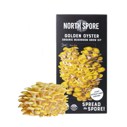  Organic Golden Oyster ‘Spray & Grow’ Mushroom Growing Kit