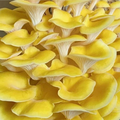  Organic Golden Oyster ‘Spray & Grow’ Mushroom Growing Kit