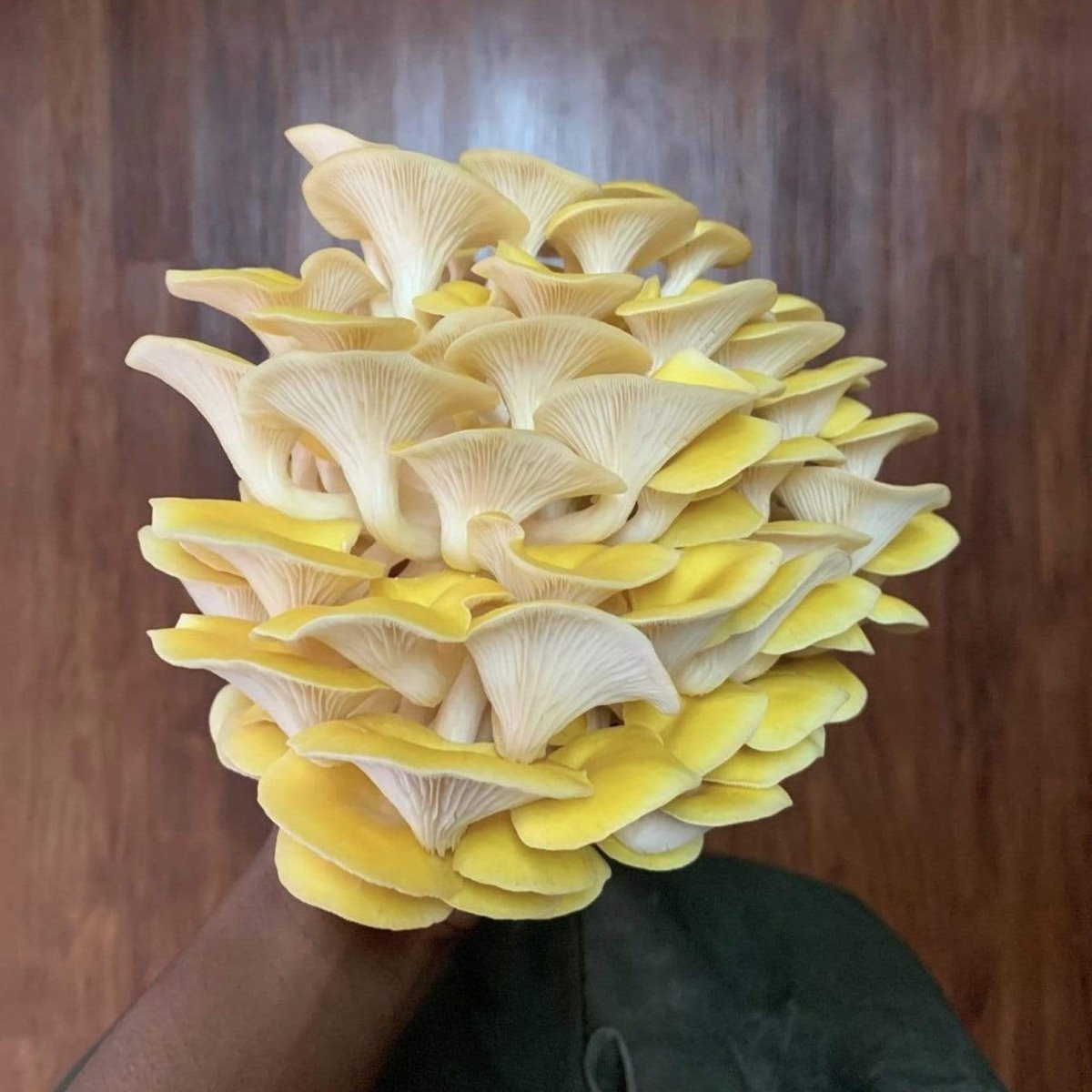  Organic Golden Oyster ‘Spray & Grow’ Mushroom Growing Kit