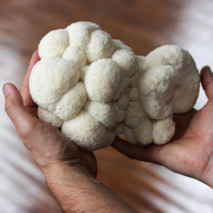  Organic Lion's Mane ‘Spray & Grow’ Mushroom Growing Kit