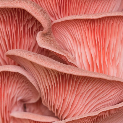  Organic Pink Oyster ‘Spray & Grow’ Mushroom Growing Kit
