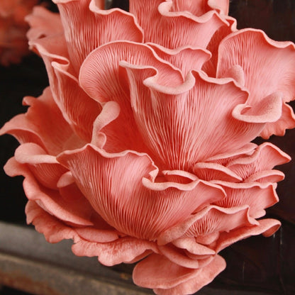  Organic Pink Oyster ‘Spray & Grow’ Mushroom Growing Kit
