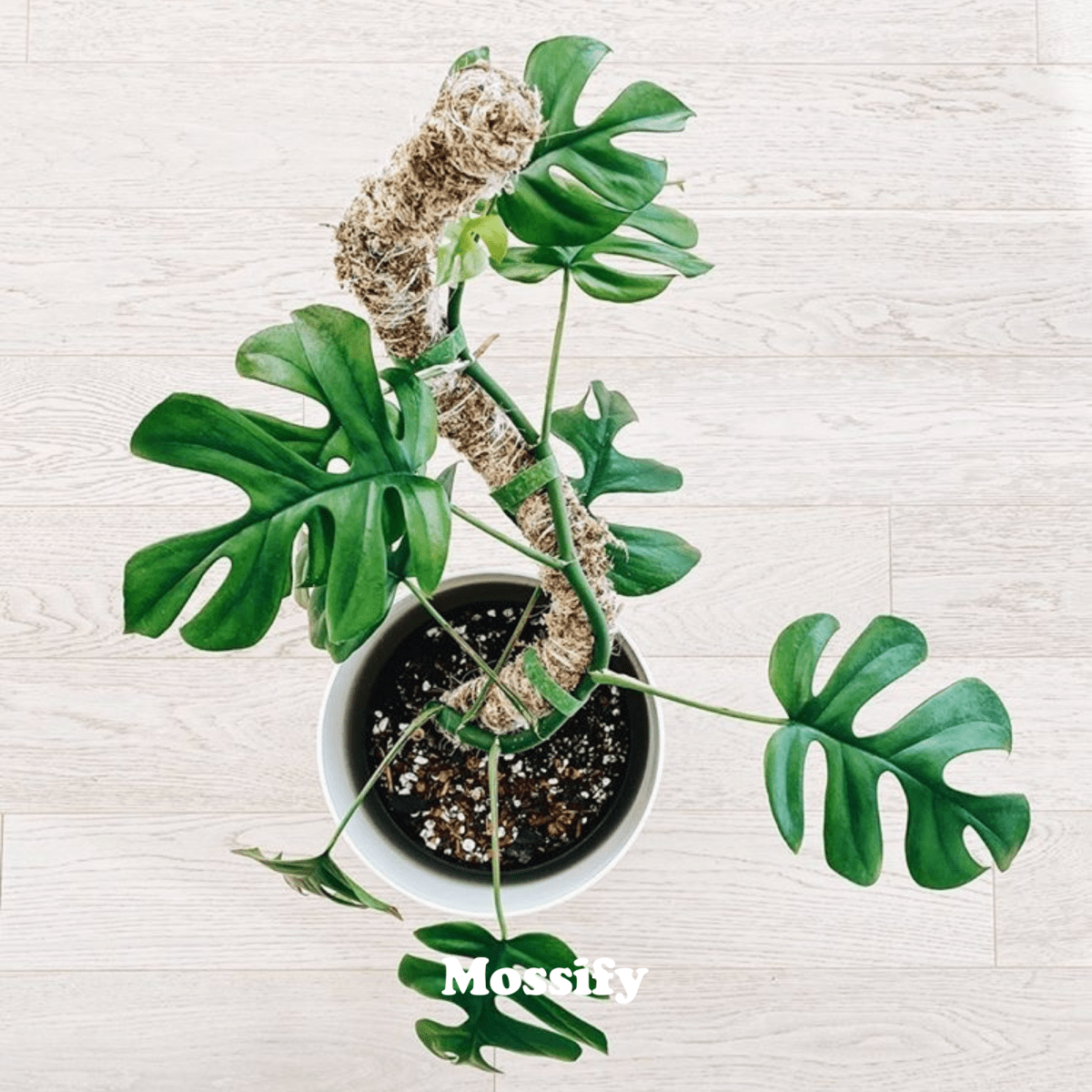  Original Bendable Moss Pole™ By Mossify (16"–54") | Flexible Plant Support
