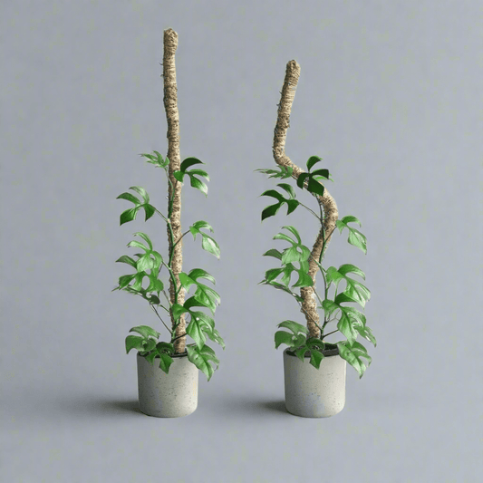  Original Bendable Moss Pole™ By Mossify (16"–54") | Flexible Plant Support