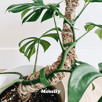  Original Bendable Moss Pole™ By Mossify (16"–54") | Flexible Plant Support