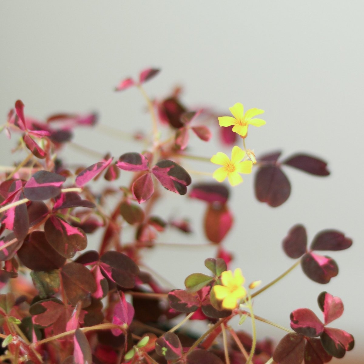  Oxalis Spiralis ‘Bi-Color’ - Candy Cane Shamrock