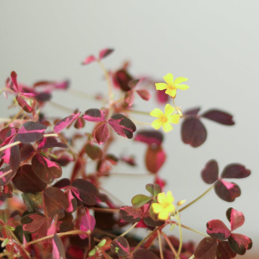 Oxalis Spiralis ‘Bi-Color’ - Candy Cane Shamrock