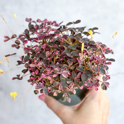  Oxalis Spiralis ‘Bi-Color’ - Candy Cane Shamrock