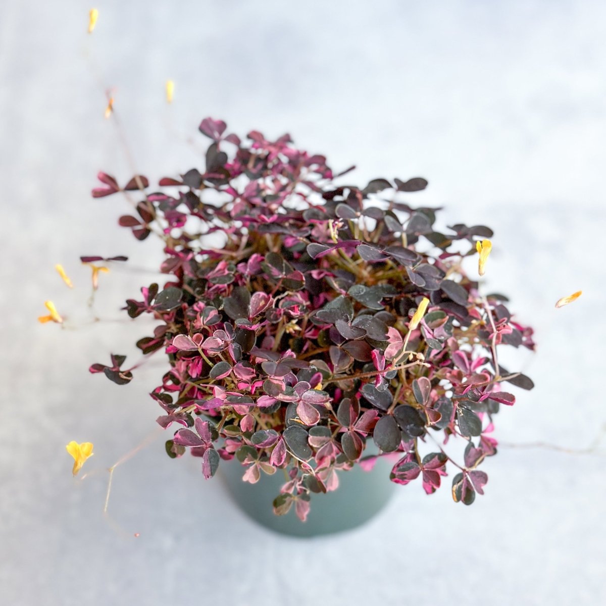  Oxalis Spiralis ‘Bi-Color’ - Candy Cane Shamrock