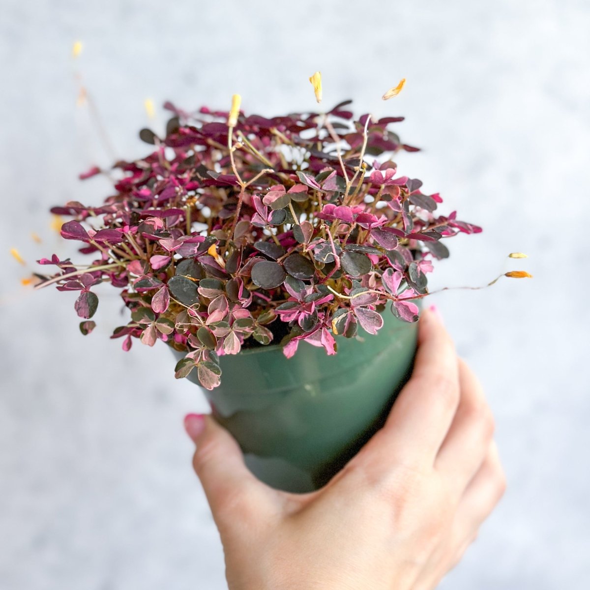  Oxalis Spiralis ‘Bi-Color’ - Candy Cane Shamrock