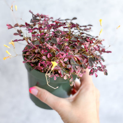  Oxalis Spiralis ‘Bi-Color’ - Candy Cane Shamrock