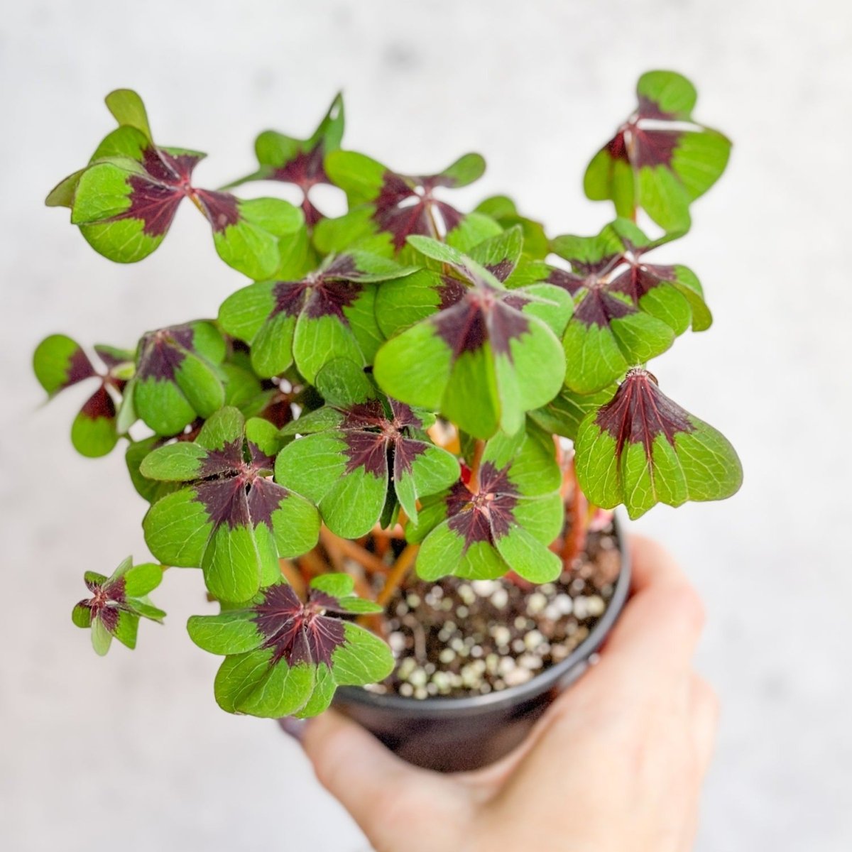  Oxalis Tetraphylla - Iron Cross Shamrock