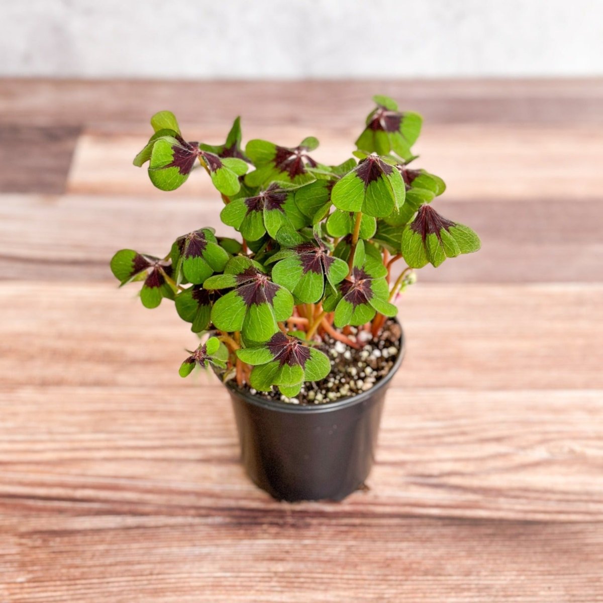  Oxalis Tetraphylla - Iron Cross Shamrock
