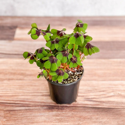  Oxalis Tetraphylla - Iron Cross Shamrock