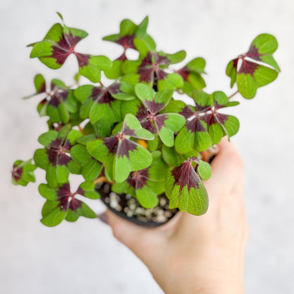 Oxalis Tetraphylla - Iron Cross Shamrock