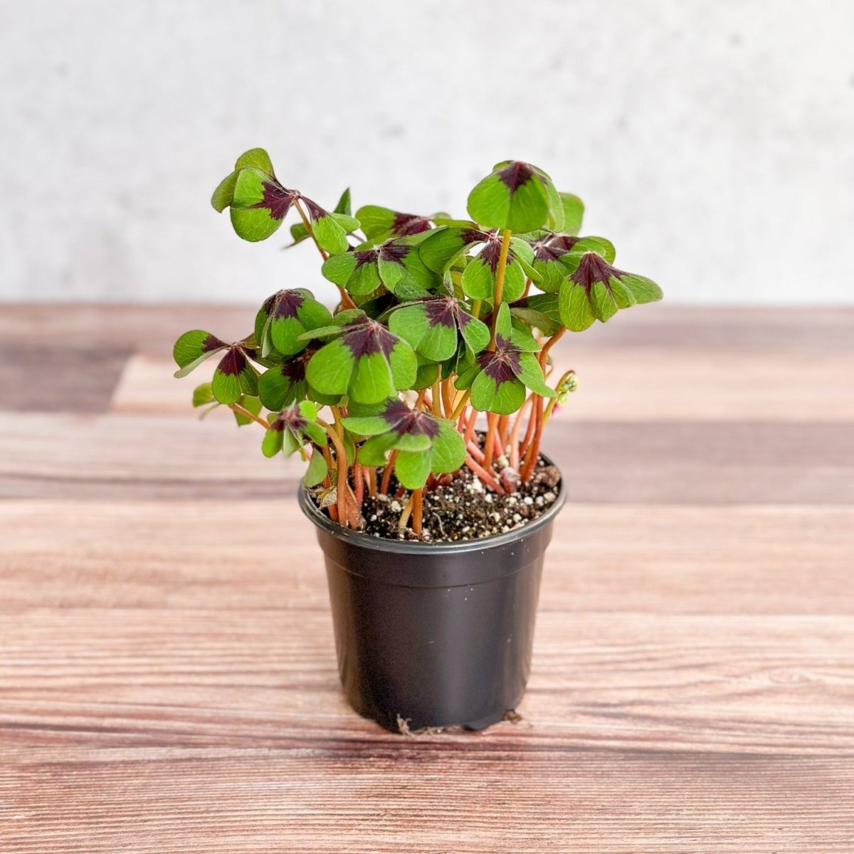  Oxalis Tetraphylla - Iron Cross Shamrock
