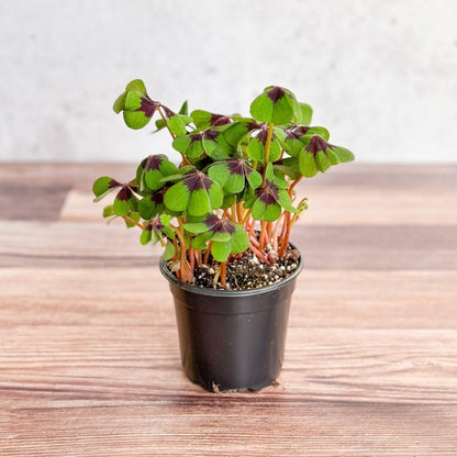  Oxalis Tetraphylla - Iron Cross Shamrock