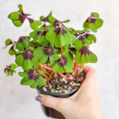  Oxalis Tetraphylla - Iron Cross Shamrock