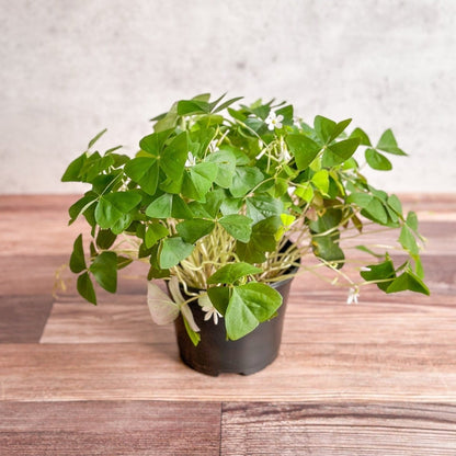  Oxalis Regnellii – False Shamrock