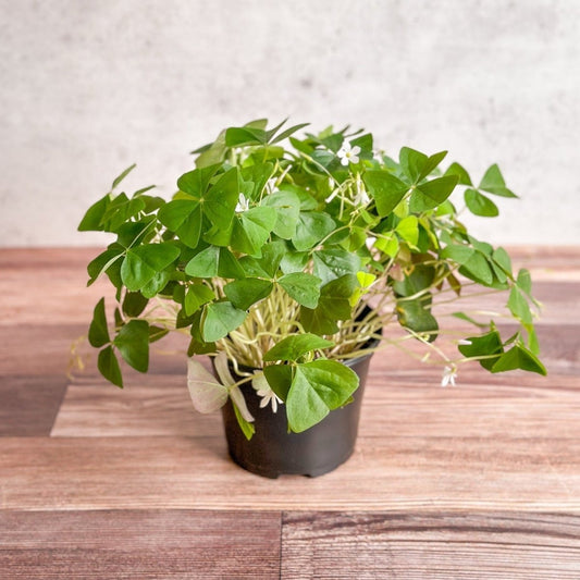  Oxalis Regnellii – False Shamrock