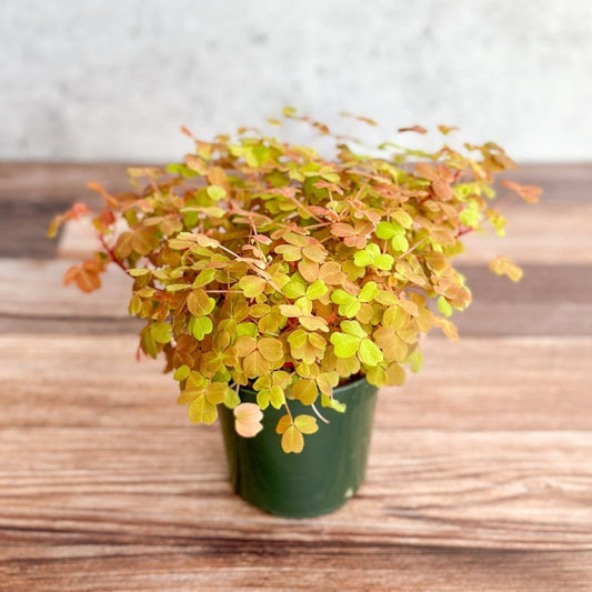  Golden Oxalis (Oxalis Vulcanicola ‘Copper Glow’)