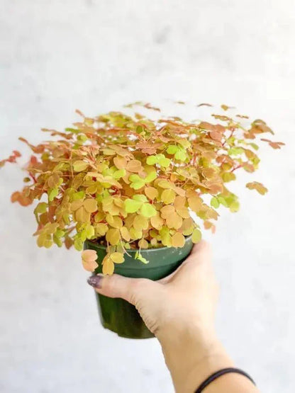  Golden Oxalis (Oxalis Vulcanicola ‘Copper Glow’)