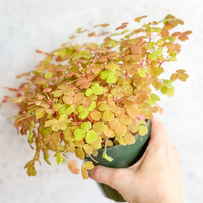  Golden Oxalis (Oxalis Vulcanicola ‘Copper Glow’)