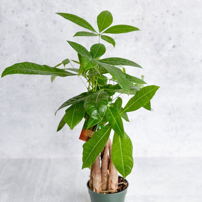  Pachira Aquatica 'Money Tree'