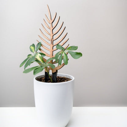  Palmella - Plant Support & Trellis