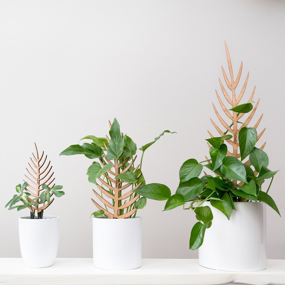  Palmella - Plant Support & Trellis
