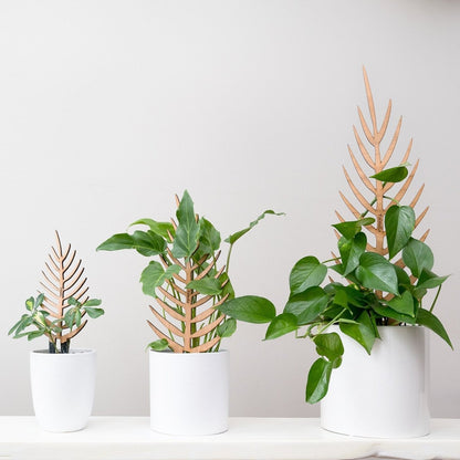  Palmella - Plant Support & Trellis