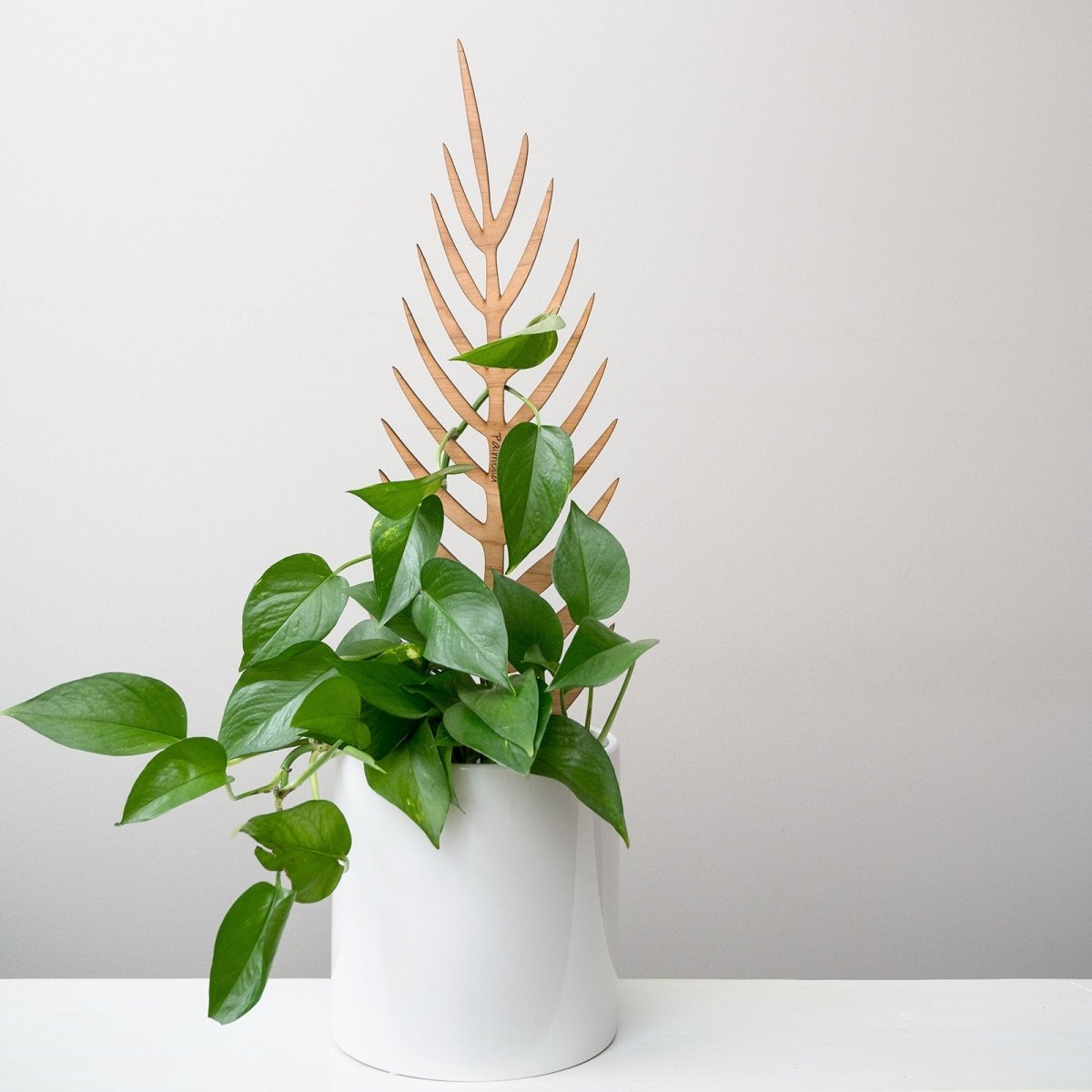  Palmella - Plant Support & Trellis