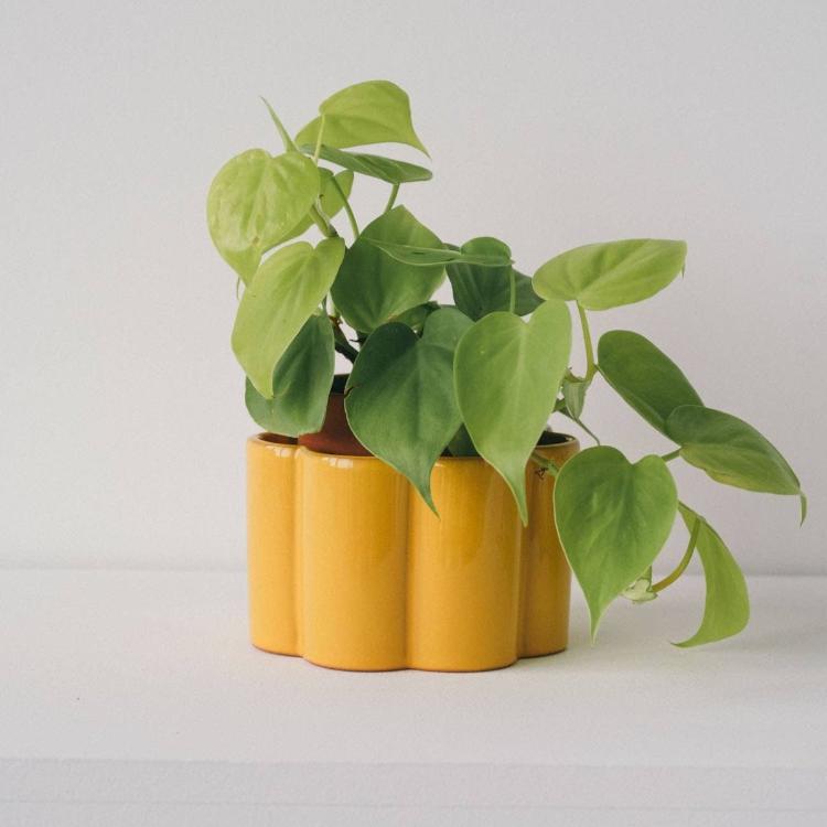  Paula Self Watering Planter Pot - Mustard Yellow