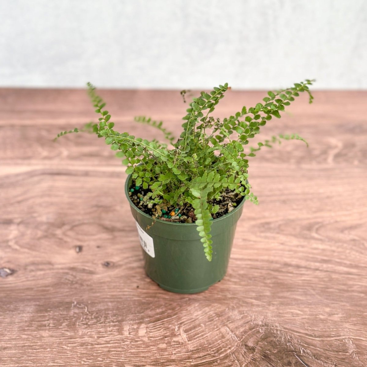  Pellaea Rotundifolia - Button Fern