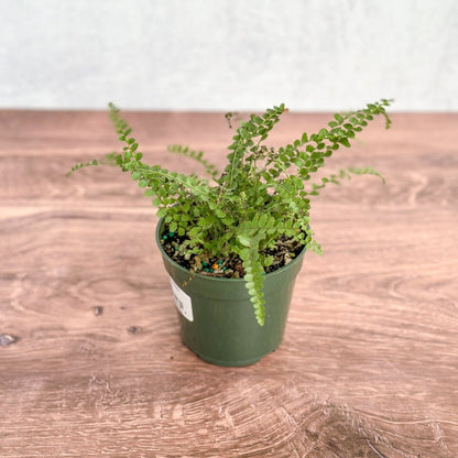  Pellaea Rotundifolia - Button Fern
