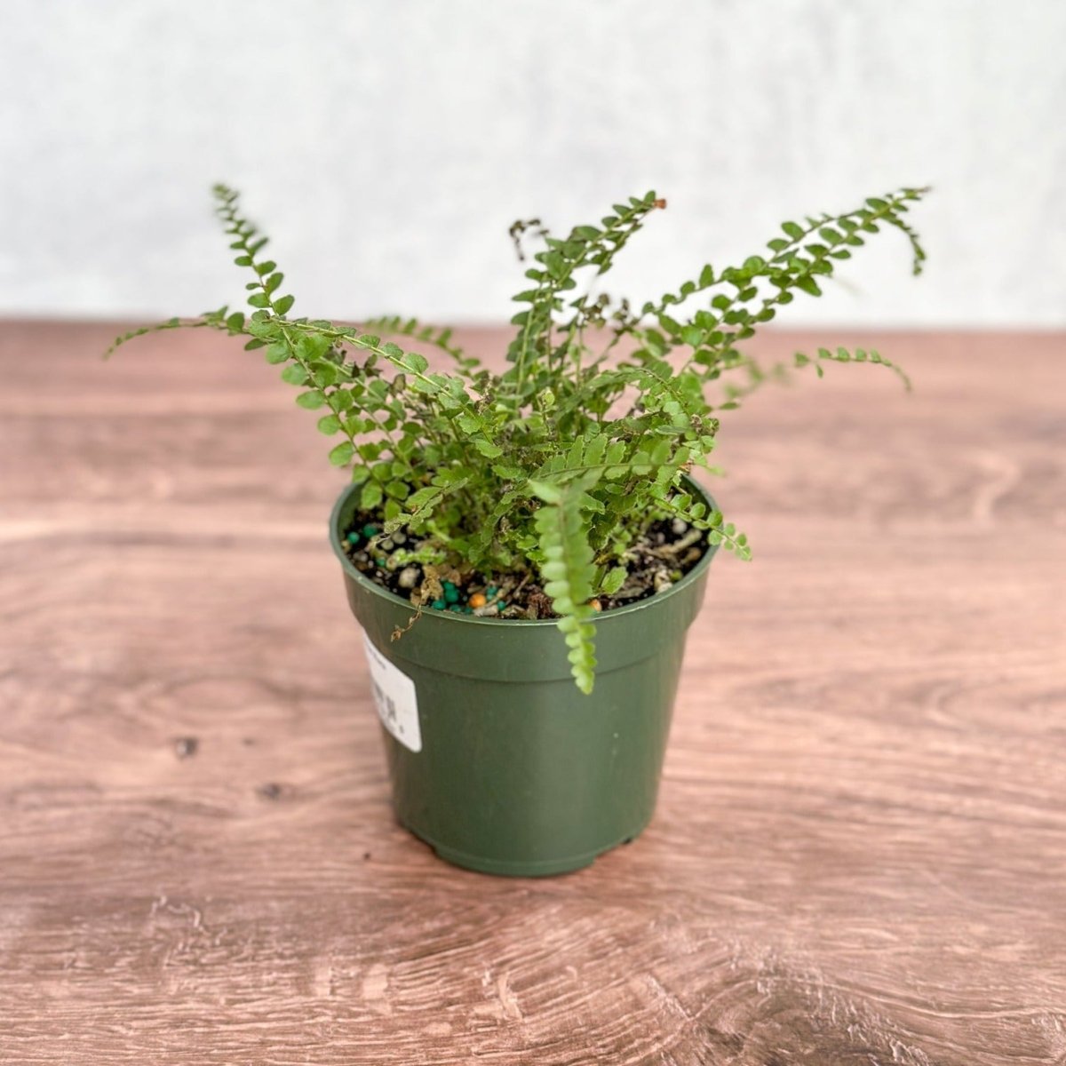  Pellaea Rotundifolia - Button Fern
