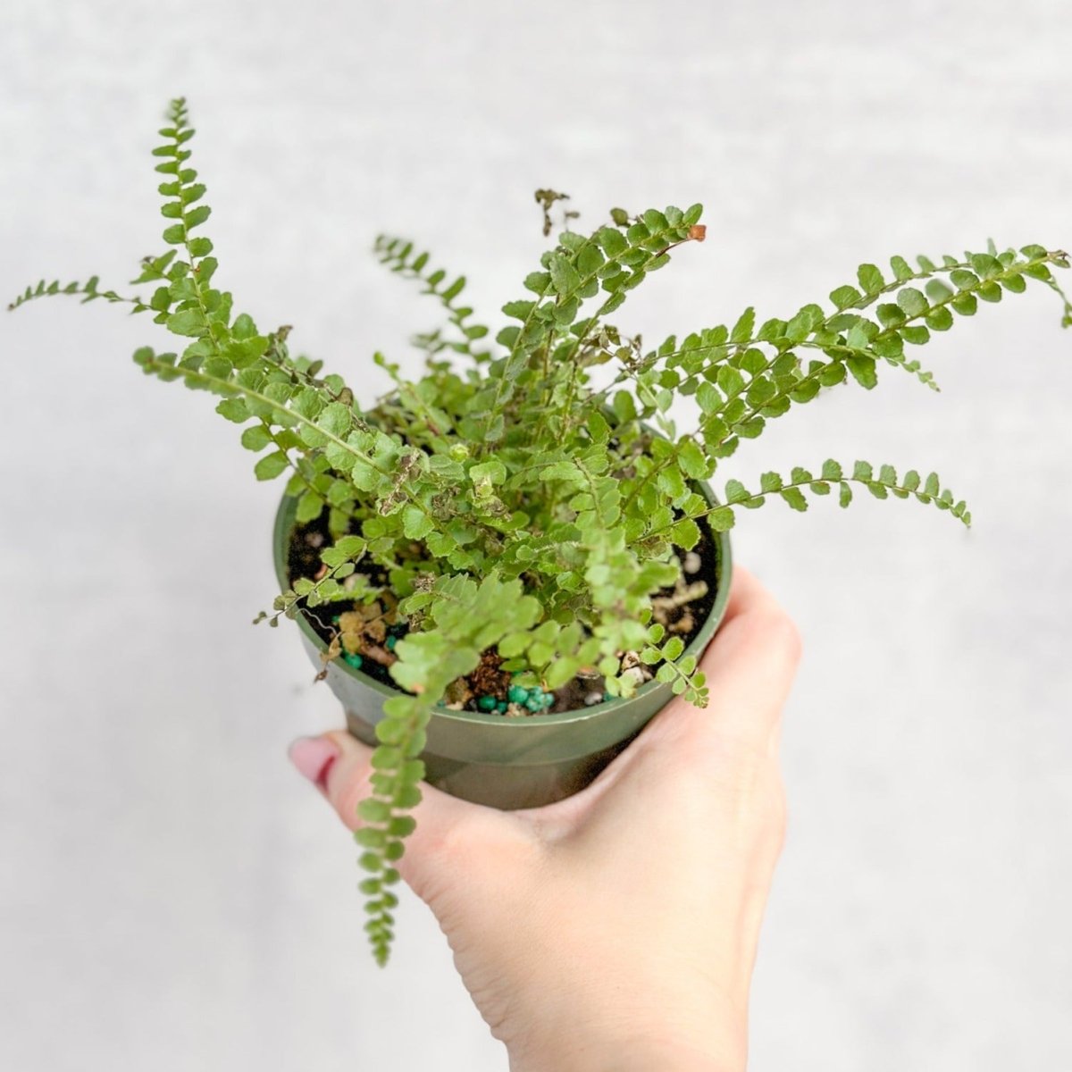  Pellaea Rotundifolia - Button Fern
